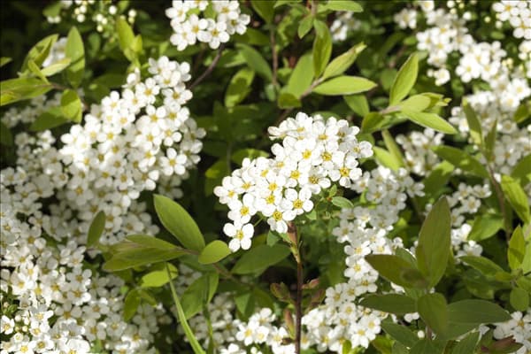 Spiraea x cinerea 'Grefsheim'