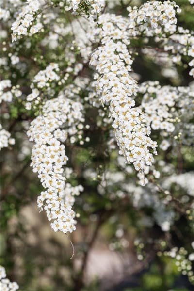 Spiraea x cinerea
