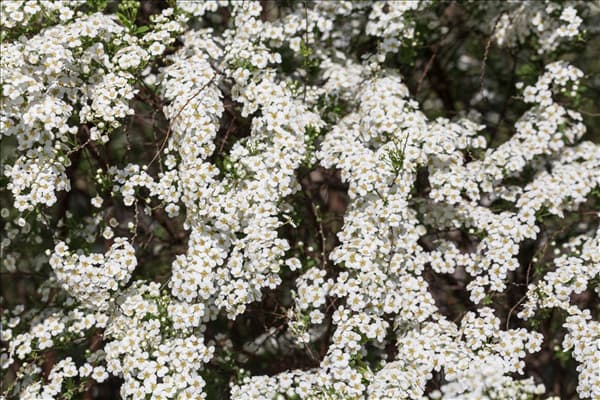 Spiraea x cinerea