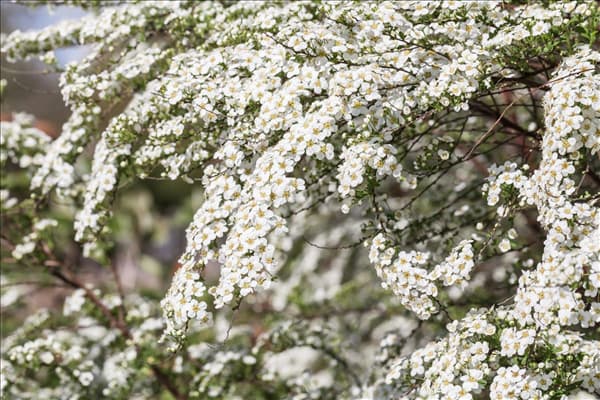 Spiraea x cinerea
