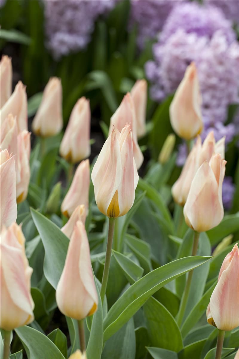 Tulipa greigii 'Für Elise'