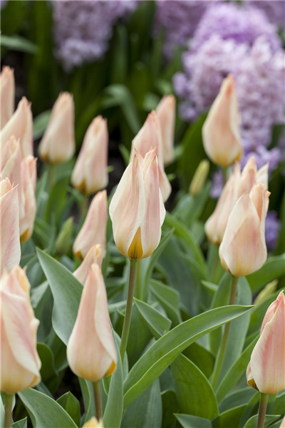 Tulipa greigii 'Für Elise'