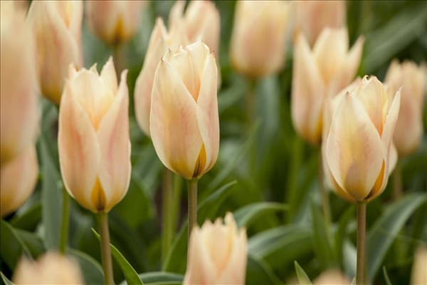 Tulipa greigii 'Für Elise'