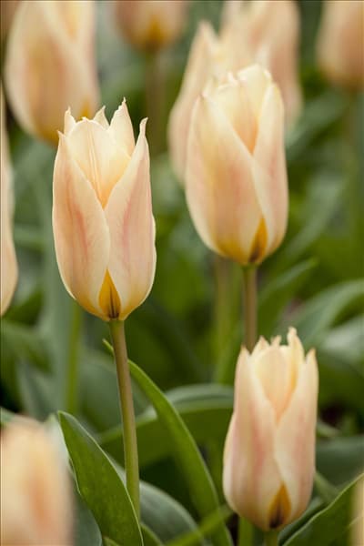 Tulipa greigii 'Für Elise'
