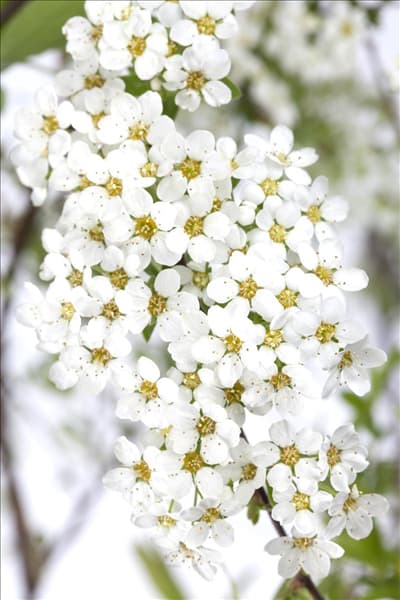 Spiraea x cinerea 'Grefsheim'
