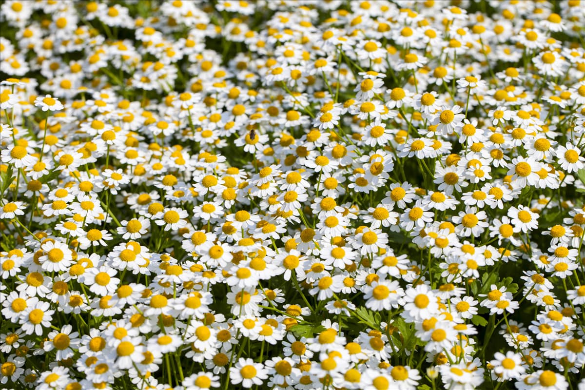 Tanacetum coccineum