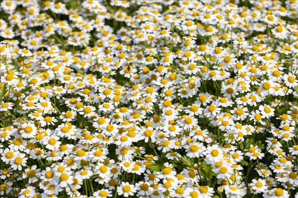 Tanacetum coccineum