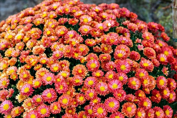 Tanacetum coccineum, rot