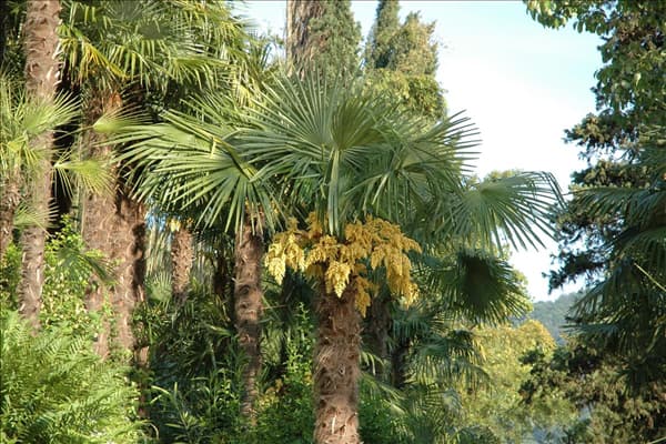 Washingtonia robusta