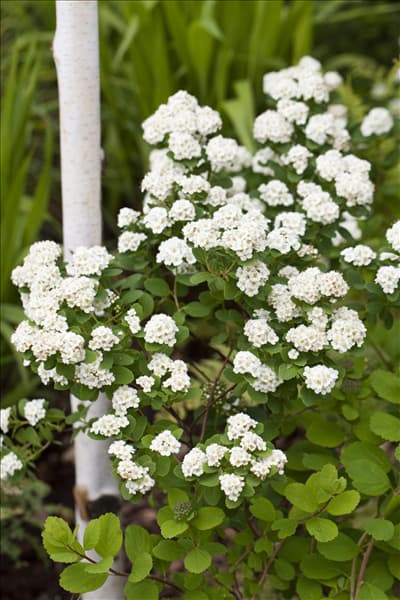 Spiraea x vanhouttei