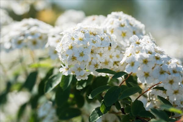 Spiraea x vanhouttei