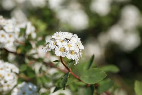 Spiraea x vanhouttei