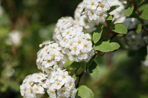Spiraea x vanhouttei