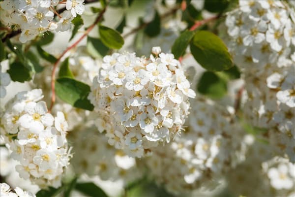 Spiraea x vanhouttei