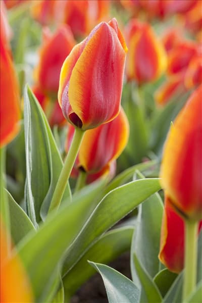 Tulipa greigii 'Treasure'