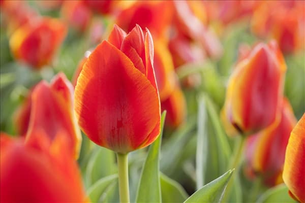 Tulipa greigii 'Treasure'