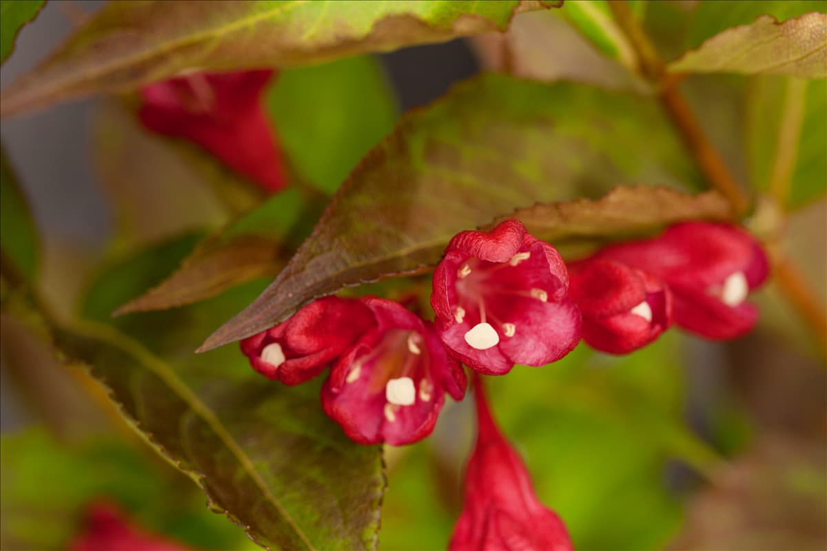Weigela 'All Summer Red'