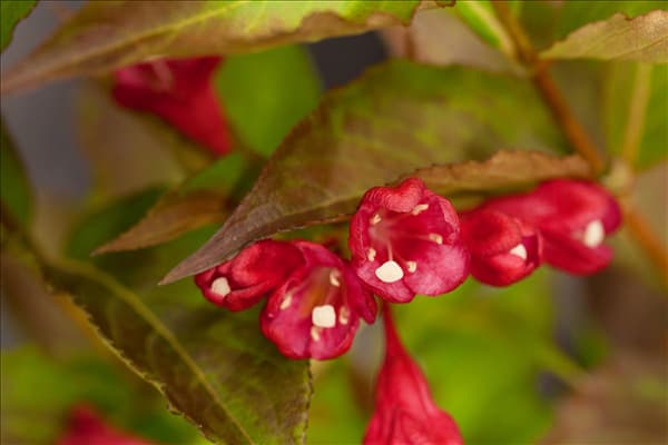 Weigela 'All Summer Red'