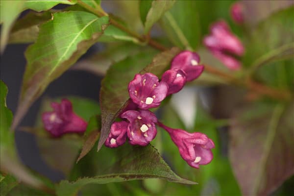 Weigela 'All Summer Red'
