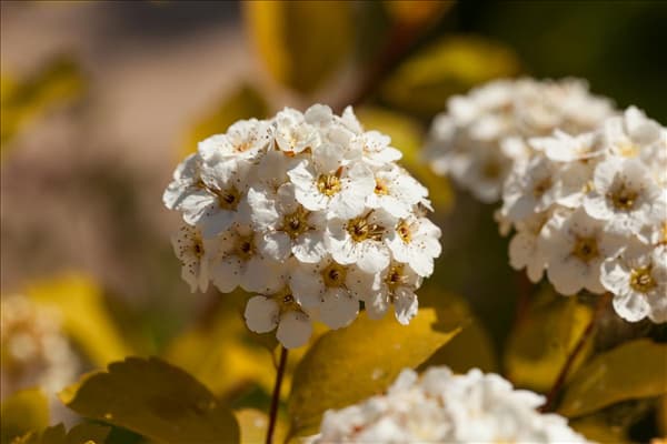 Spiraea x vanhouttei 'Gold Fountain'