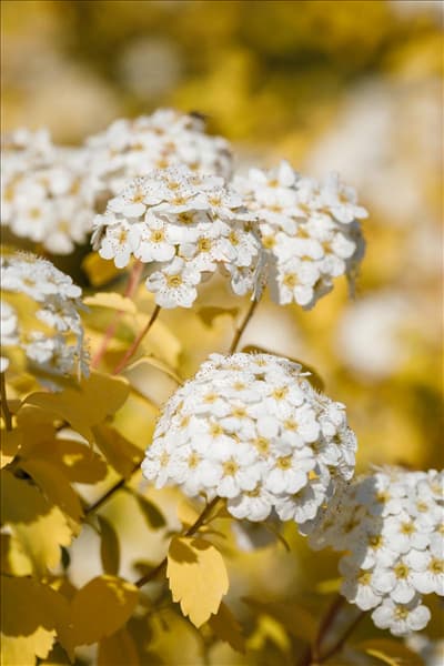 Spiraea x vanhouttei 'Gold Fountain'