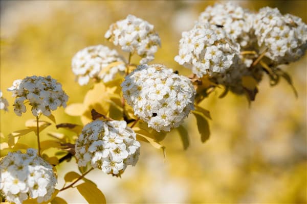 Spiraea x vanhouttei 'Gold Fountain'