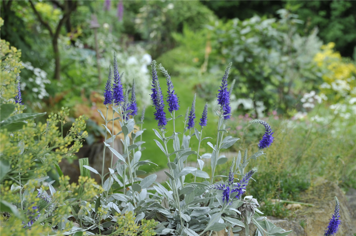Veronica spicata ssp. incana 'Silberteppich'