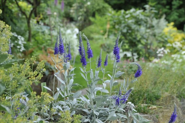 Veronica spicata ssp. incana 'Silberteppich'