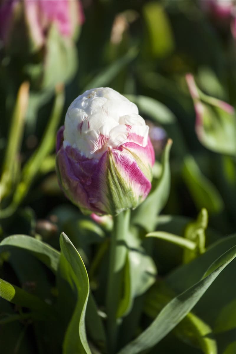 Tulipa 'Ice Cream'