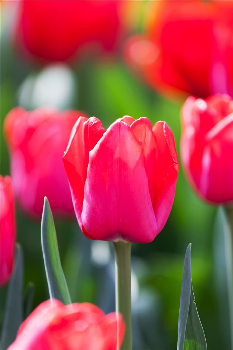 Tulipa 'Ile de France'