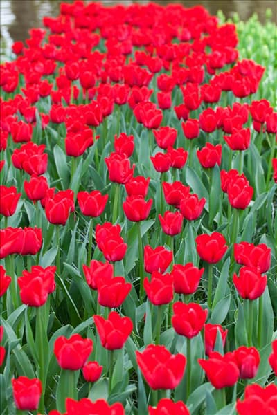 Tulipa 'Ile de France'