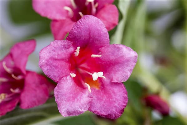 Weigela 'Bristol Ruby'®