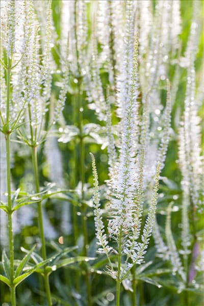 Veronicastrum virginicum 'Album'