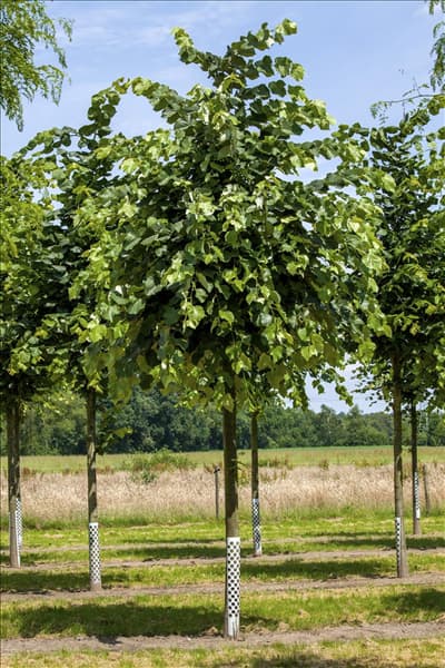 Tilia tomentosa 'Brabant'