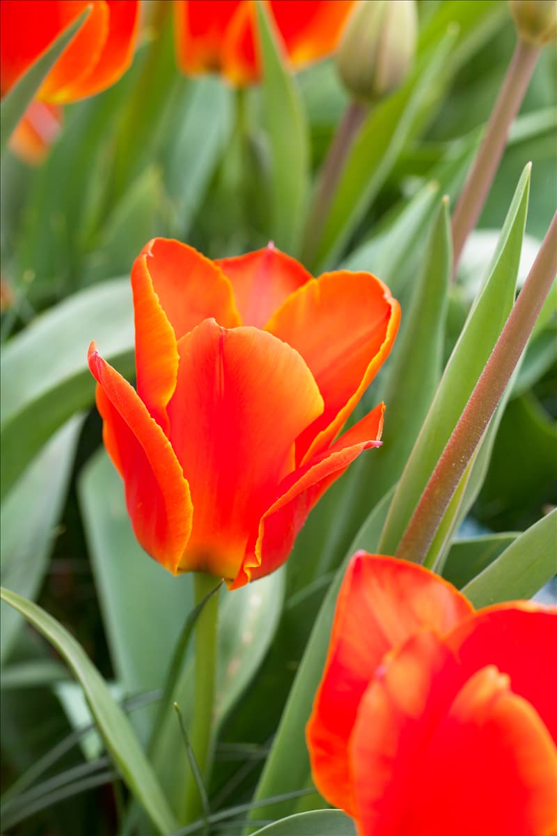 Tulipa kaufmanniana