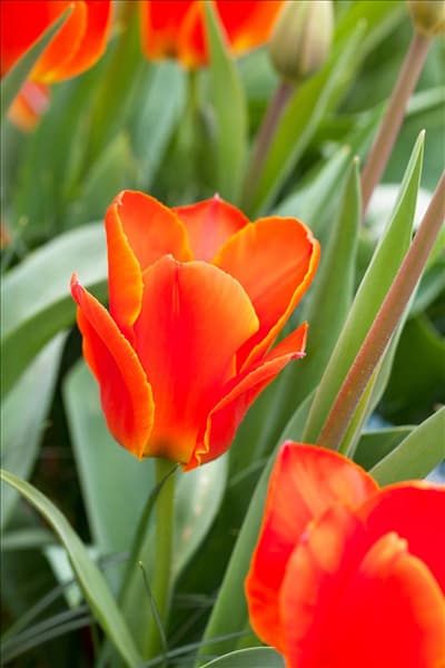 Tulipa kaufmanniana