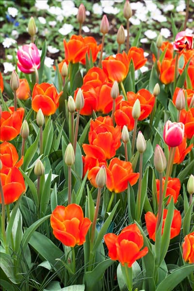 Tulipa kaufmanniana