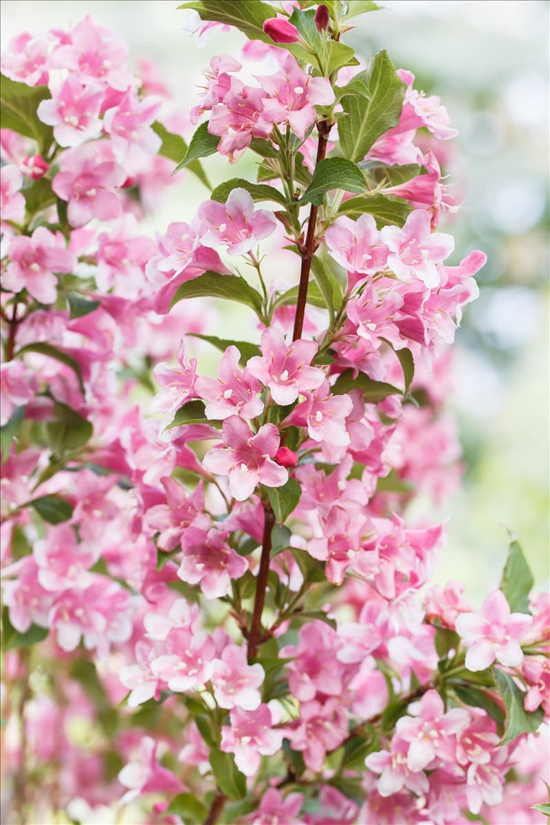 Weigela florida