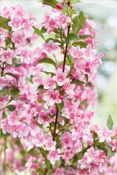 Weigela florida