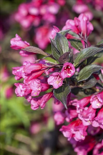 Weigela florida 'Victoria'