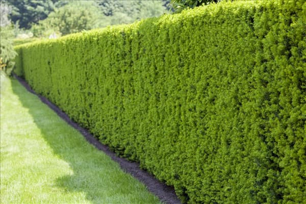 Taxus baccata