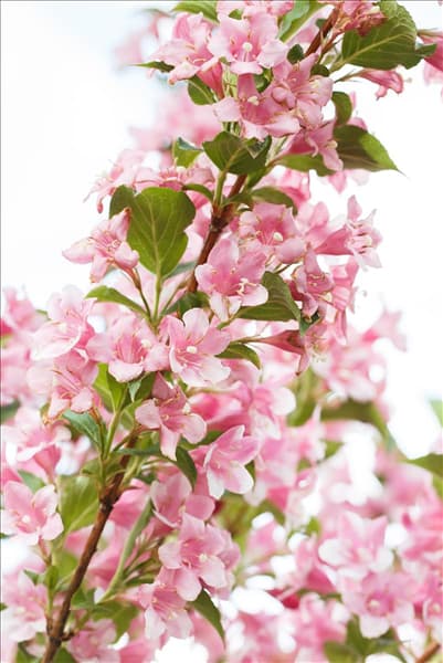 Weigela florida