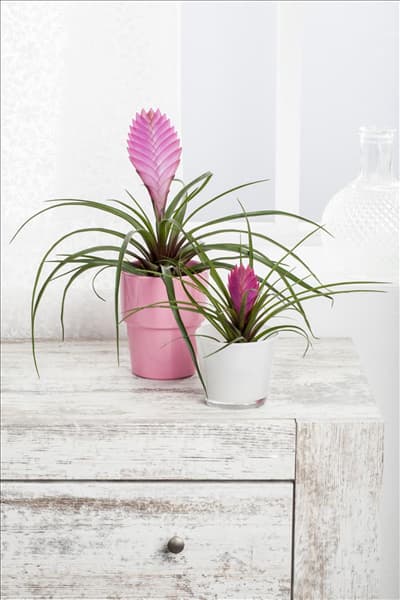 Tillandsia cyanea