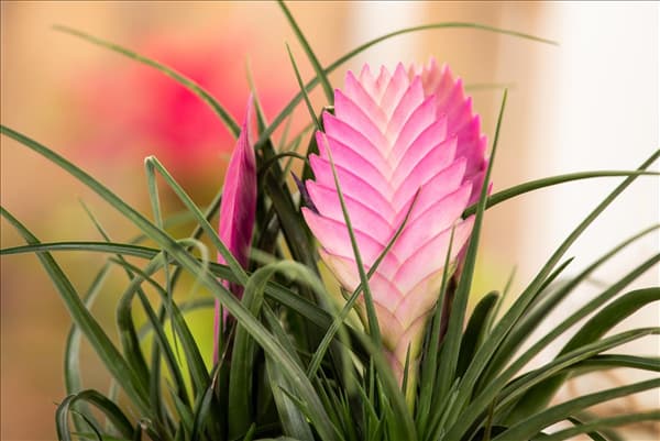 Tillandsia