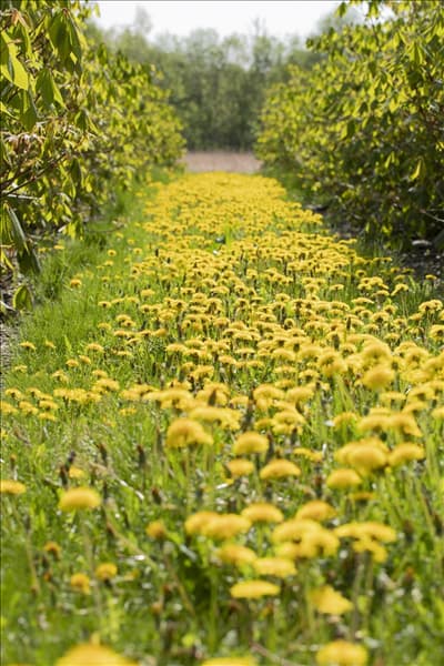 Taraxacum