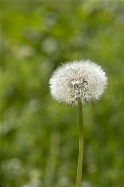 Taraxacum officinale