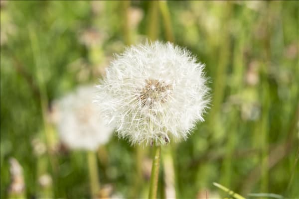 Taraxacum officinale