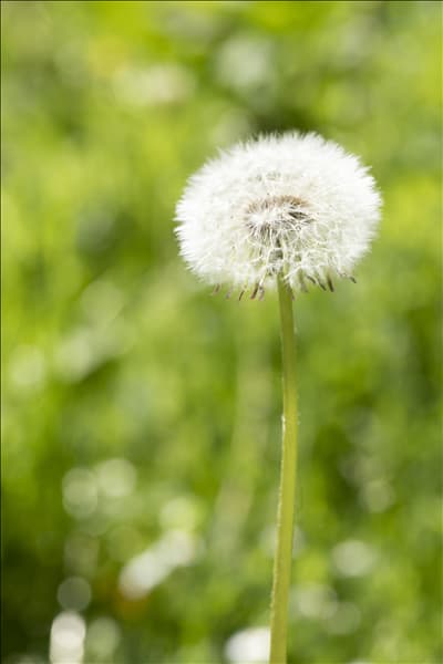 Taraxacum officinale