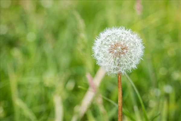Taraxacum officinale
