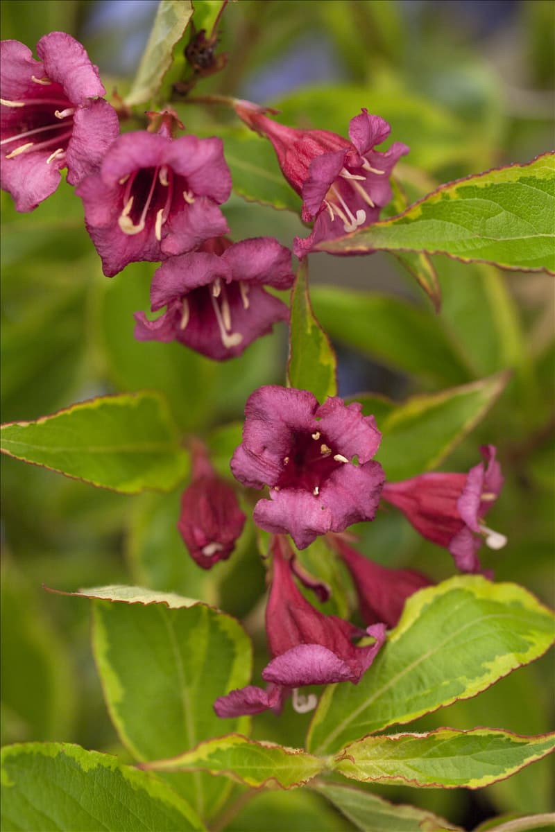 Weigela florida 'Brigela'®